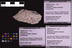 Foto (Objekt + Etiketten) von Lecythocaris sp. (NHMW-GEO-1990-0041-0133a)